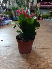 Coral Christmas Cactus | 9 CM Pot | Coral Colour | Easy Care Flowering Plant