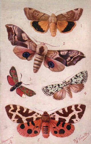 British moths eyed hawk etc - eyed,