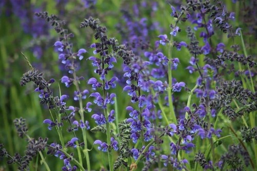 Blue sage seeds 100 - blue, 100+