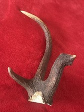 FANCY RED DEER ANTLER 323g