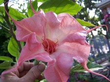 2 Talee - cuttings - Brugmansia angel trumpets - single pink flower
