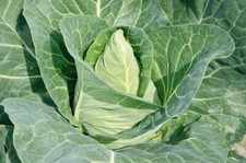 Pointed Cabbage Plug Plants
