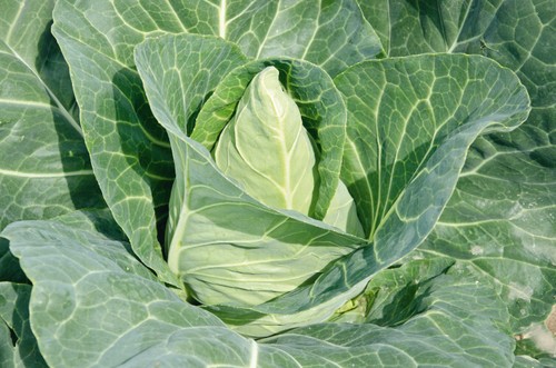Pointed cabbage plug plants - cabbage,