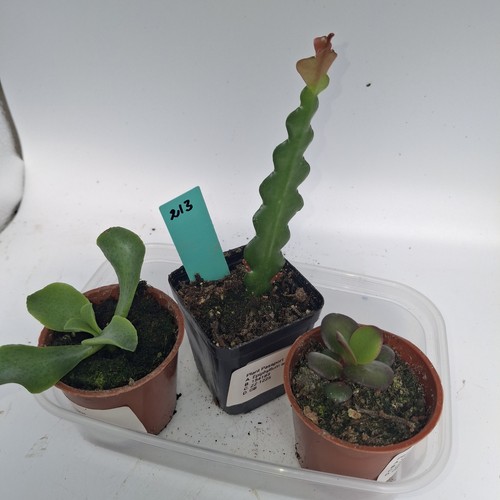 Succulent plants bundle jade - 3,