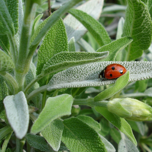 Sage seeds heirloom - seeds,