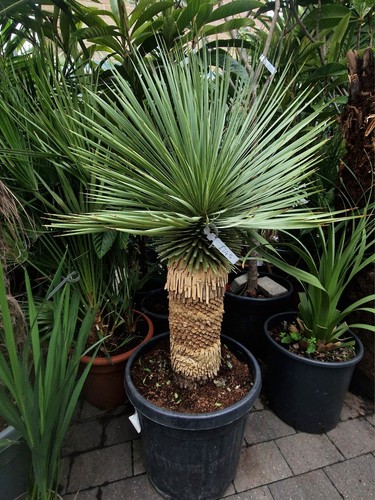 Yucca rostrata tropical - yucca, rostrata.