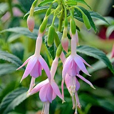 Fuchsia ‘Whiteknights