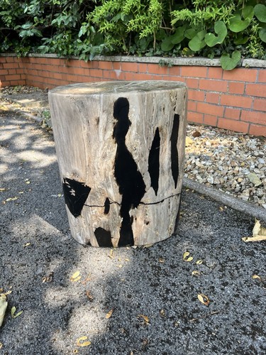 Andrew martin petrified log - petrified,