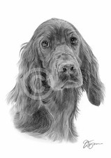 RED SETTER art pencil drawing print A4 size by UK artist Pet Portrait