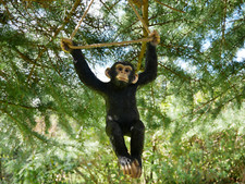 Large Resin Hanging Gorilla