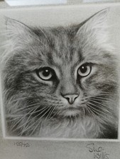 Framed Cat Print by Sue Willis