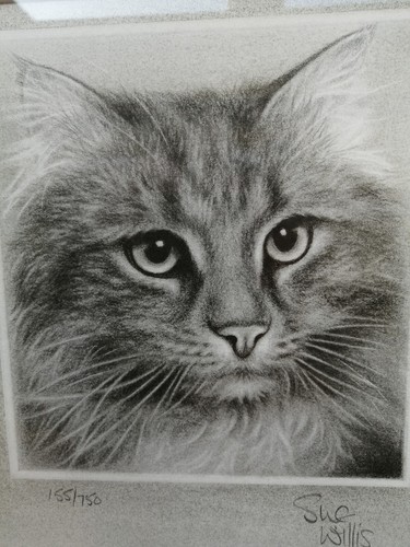 Framed cat print - framed,