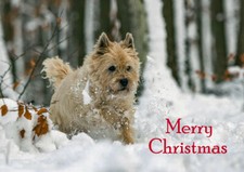 CAIRN TERRIER IN THE SNOW