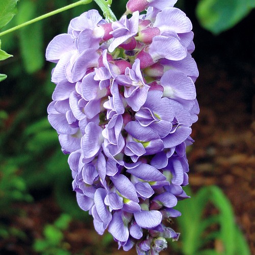 Wisteria plant amethyst - plant,,