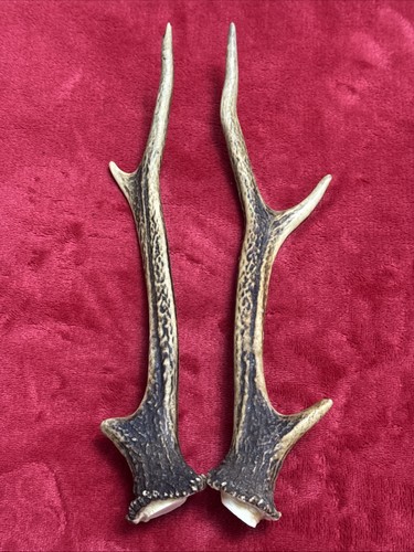 Pair sika deer antlers - of,