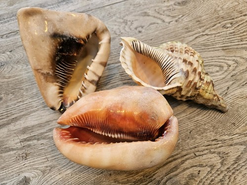 Large vintage conch - 3, shells