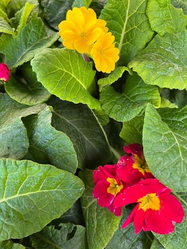 Polyanthus mixed boxed bedding - polyanthus,
