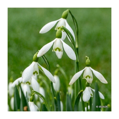 Galanthus nivalis single - galanthus, (single