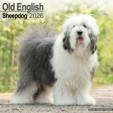 Old English Sheepdog Dog "12