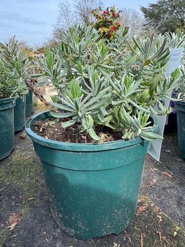 English lavender hidcote herb - english,