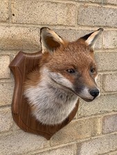 Taxidermy Mature Large Fox
