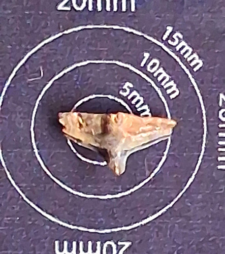 Squatina prima angel - angel, shark