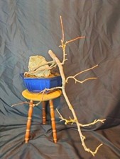 Crabapple Bonsai Tree