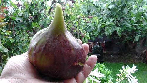 Fig tree from - from, truly