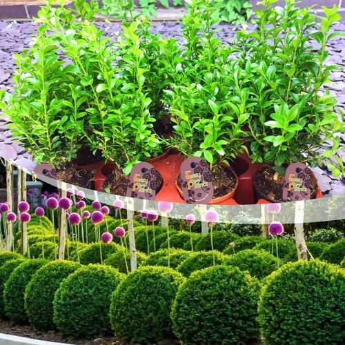 Common box hedging plant - box,