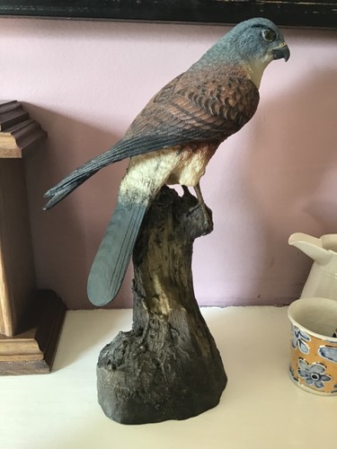 Vintage falcon hawk - hawk, of
