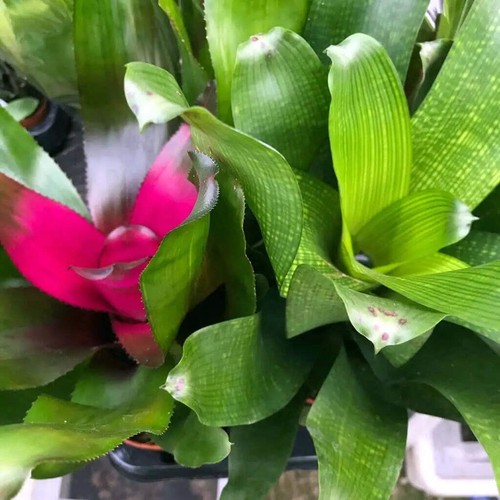 Bromeliad - , sp.)