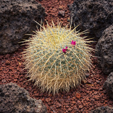 Mammillaria muehlenpfordtii