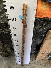 Huge Birch TWISTY Twistie Seasoned STICK WALKING STICK SHANK Straight Lot 5