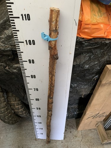 Huge birch twisty - twisty, twistie