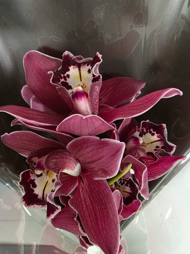Farm fresh orchid cymbidium - farm, orchid/cymbidium