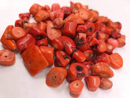 Genuine red coral - coral, natural