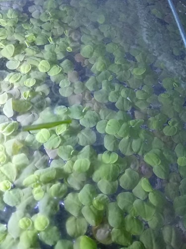 Red root floters snails - root, no