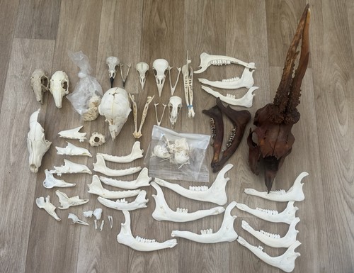 Skull bone bundle roe - skull,