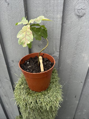 English oak bonsai starter - oak,