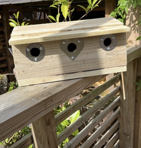 Sparrow nest bird - bird, wooden