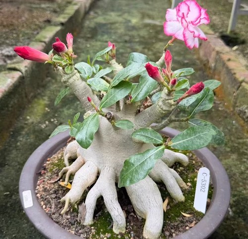 Adenium obesum wysiwyg garden - adenium,