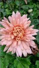 3x bare root Chrysanthemum