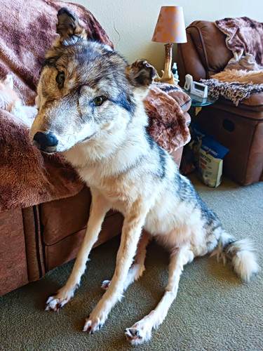 Huge wolf soft mount - ,