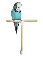 T Shape Bird Perch Stand