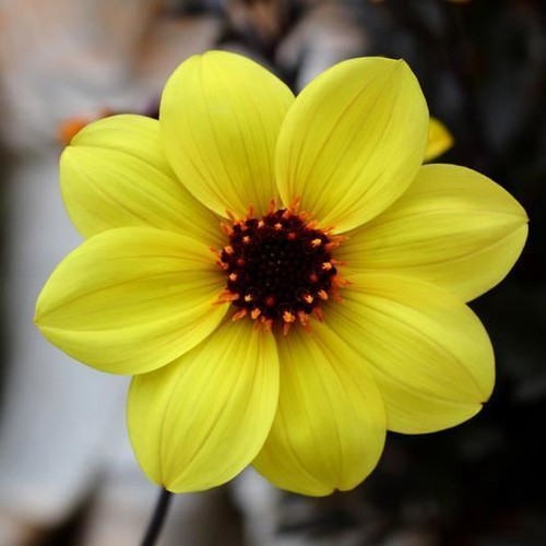 Dahlia mystic illusion - illusion, 3x