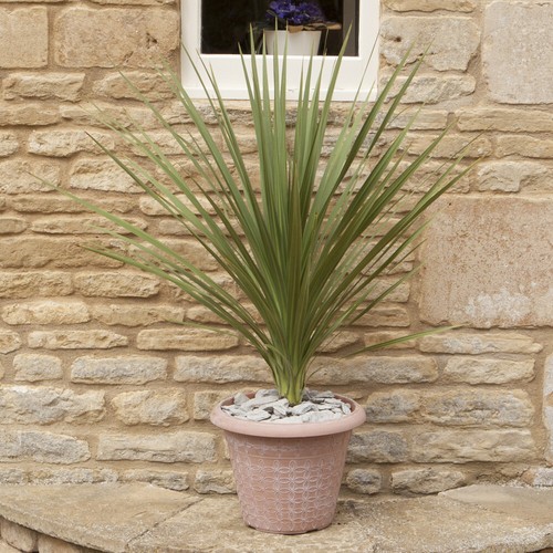 Architectural plant cordyline - plant,,