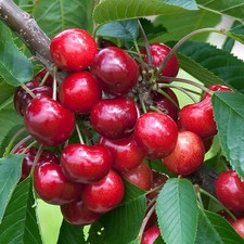 Cherry Stella Tree Outdoor