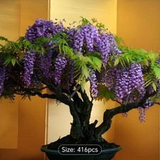416Wisteria Seed Bonsai Air