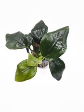 Anubisa Nana Thick Leaf