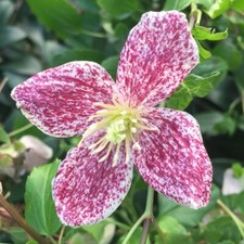 1 X  Freckles  Clematis Plug